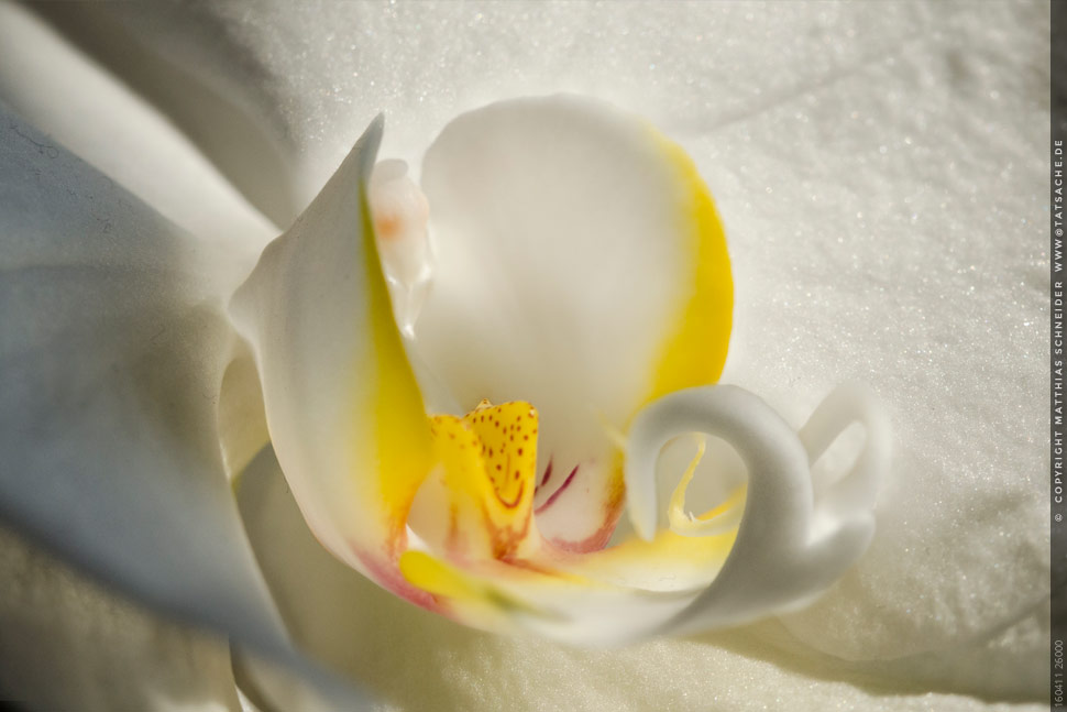 Fotografie Matthias Schneider 160411-26000 Weiße Orchidee