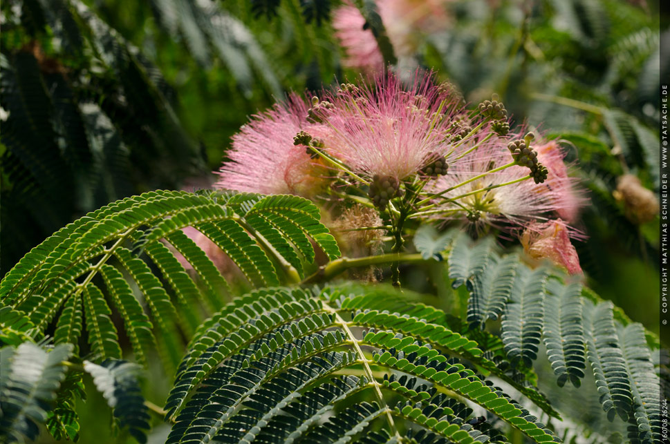 Fotografie Matthias Schneider 160708-26244 Mimosenbaum <em>Mimosa pudica</em>
